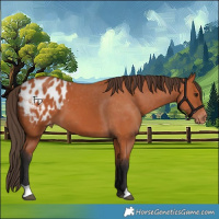 Horse Color:Bay Appaloosa 