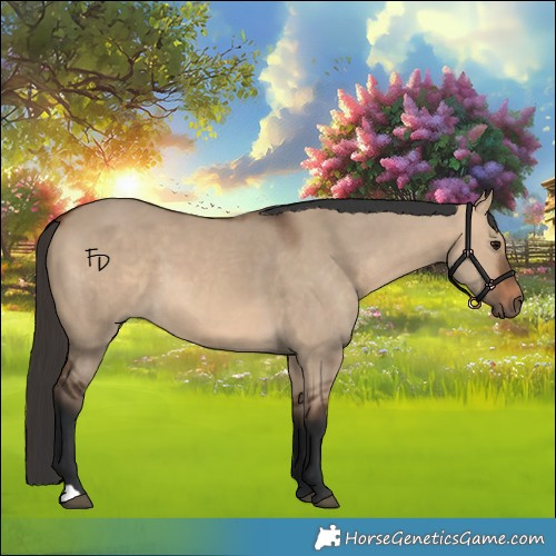 Horse Color:Bay Dun 