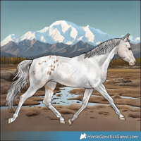 Horse Color:White Spotted Silver Buckskin Blanket