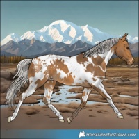 Horse Color:White Spotted Silver Buckskin Appaloosa 