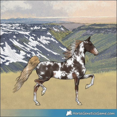 Horse Color:White Spotted Liver Chestnut