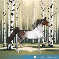 Horse Color:White Spotted Liver Chestnut