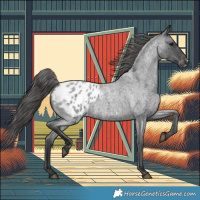 Horse Color:Blue Roan Appaloosa 