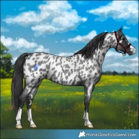 Horse Color:Blue Roan Appaloosa 