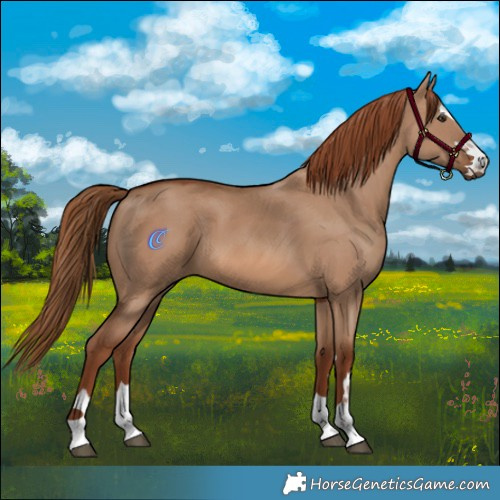 Horse Color:Red Dun 