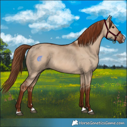 Horse Color:Red Dun 