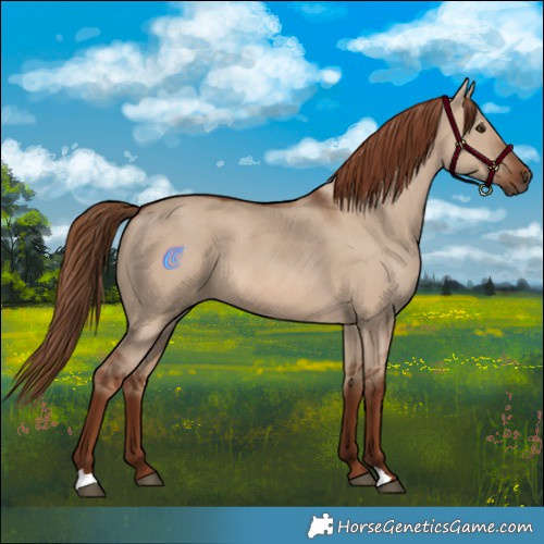 Horse Color:Red Dun 