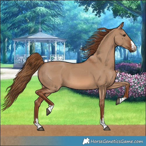 Horse Color:Red Dun 