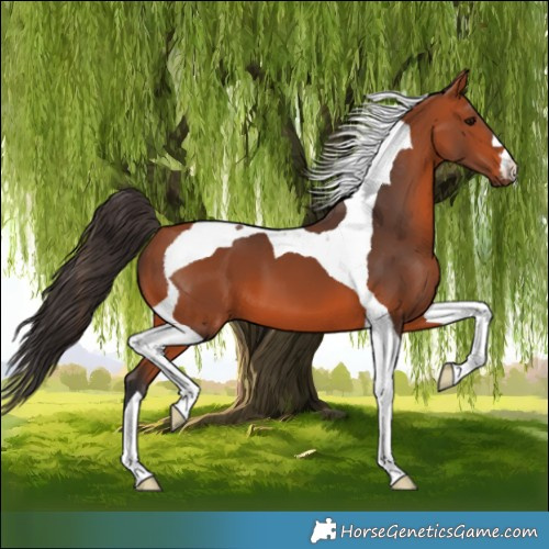 Horse Color:Bay Tobiano 