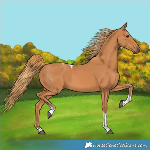 Horse Color:Chestnut Tobiano 