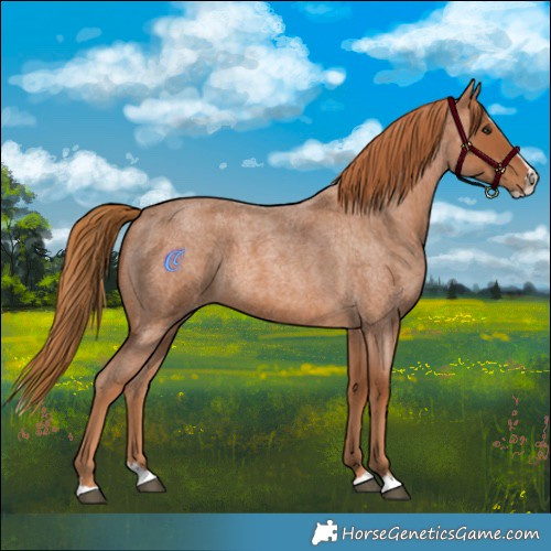 Horse Color:Red Roan Splash 