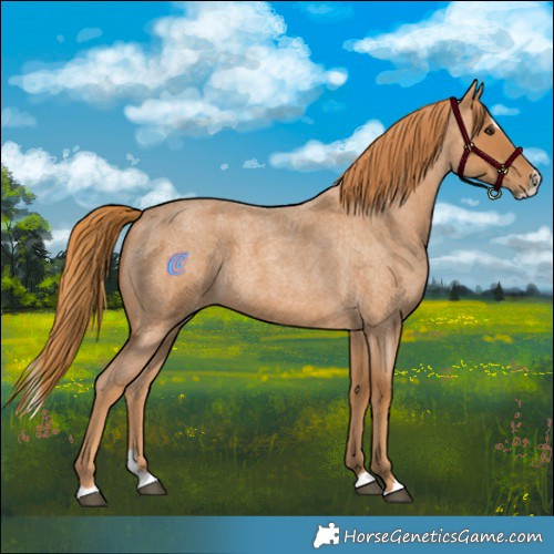 Horse Color:Red Roan Splash 