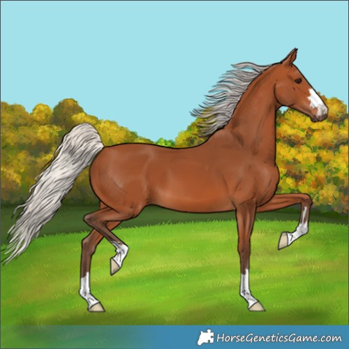 Horse Color:Silver Bay 