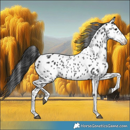 Horse Color:Black Near Leopard Rabicano 
