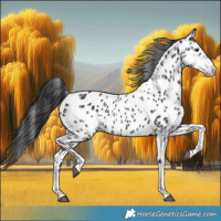 Horse Color:Black Near Leopard Rabicano