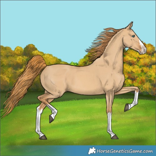 Horse Color:Red Dun Splash 