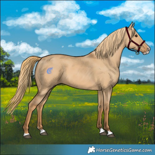 Horse Color:Red Dun Splash 