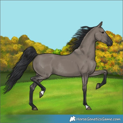 Horse Color:Grullo Rabicano 