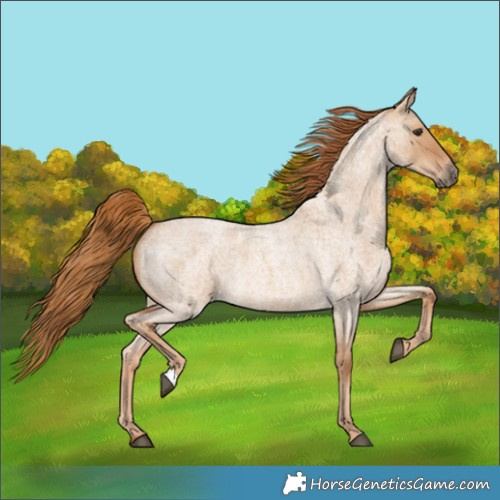 Horse Color:Red Dun Roan 