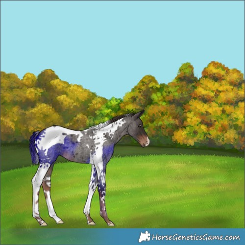 Horse Color:Liver Red Roan Tobiano 