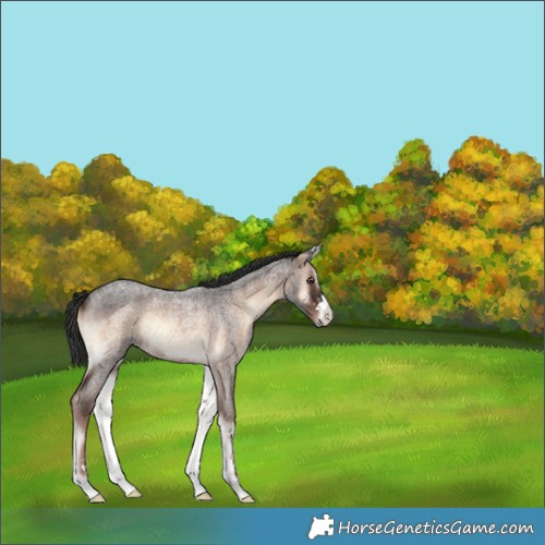 Horse Color:Liver Red Onyx Roan 