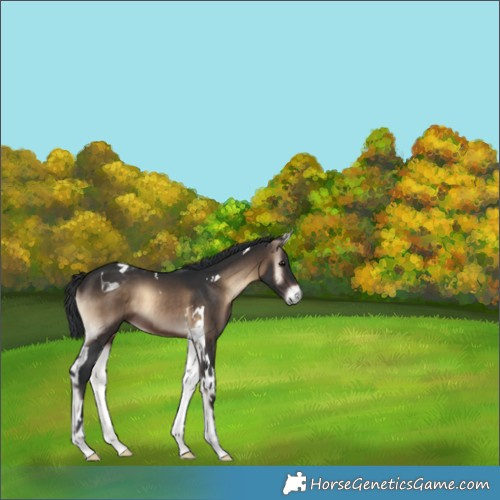 Horse Color:Brown Onyx Tobiano 