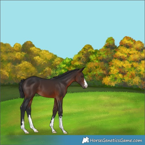 Horse Color:Brown 