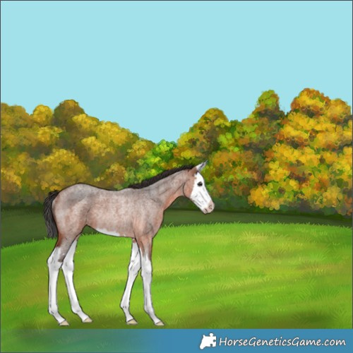Horse Color:Bay Roan Splash Rabicano 