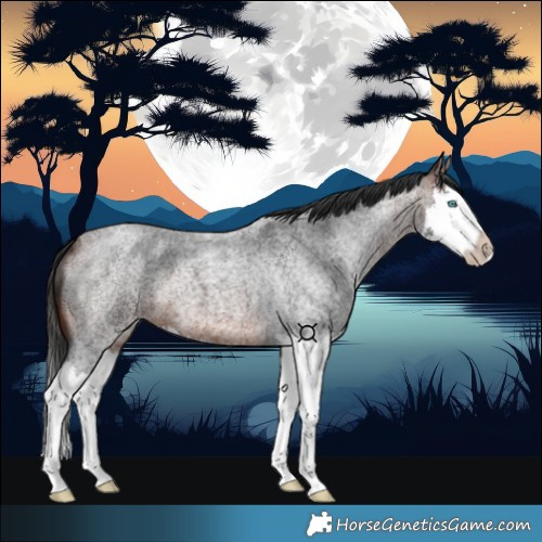 Horse Color:Brown Roan Splash 