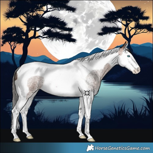 Horse Color:Bay Roan Splash Tobiano 