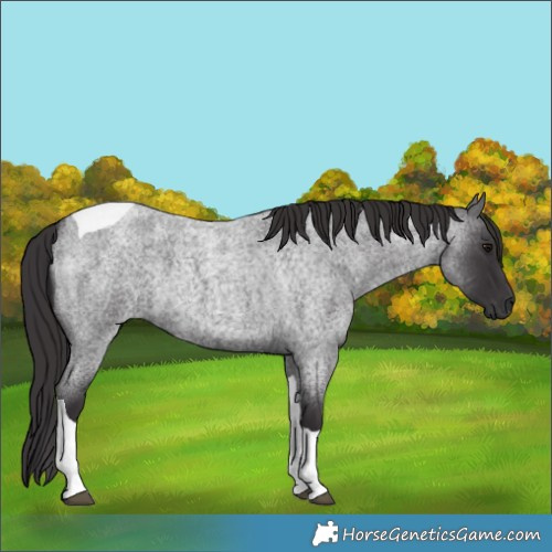 Horse Color:Smoky Blue Roan Tobiano
