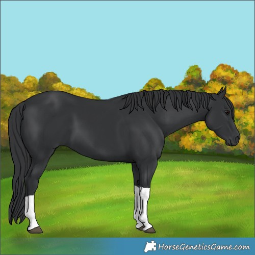 Horse Color:Black Tobiano
