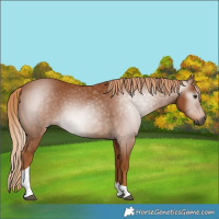Horse Color:Gray Chestnut Tobiano