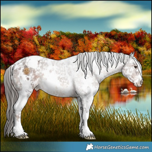 Horse Color:White Spotted Liver Chestnut Ice Appaloosa 