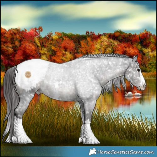 Horse Color:Smoky Black Ice Appaloosa 