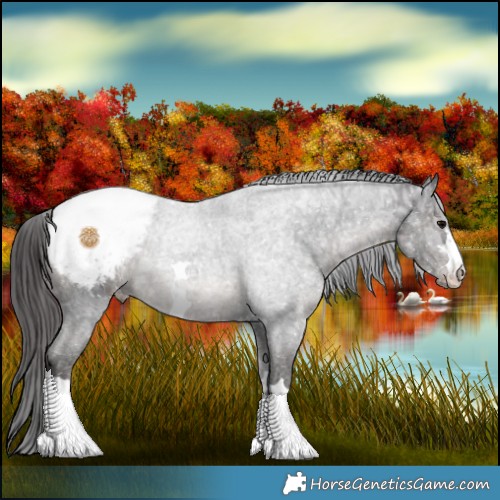 Horse Color:Smoky Black Ice Appaloosa 