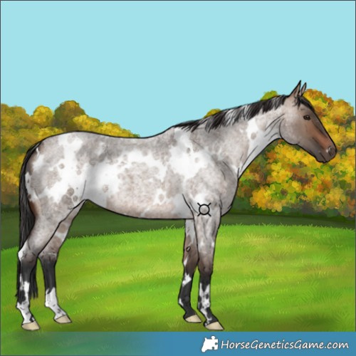 Horse Color:White Spotted Brown Roan Dun 