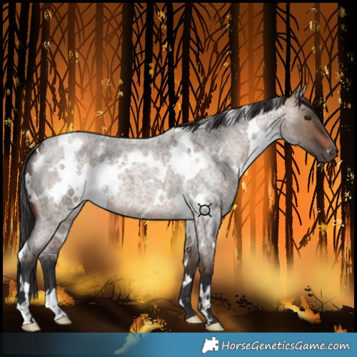 Horse Color:White Spotted Brown Roan Dun 