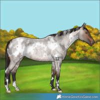 Horse Color:White Spotted Brown Roan Dun 