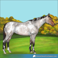 Horse Color:White Spotted Brown Roan Dun