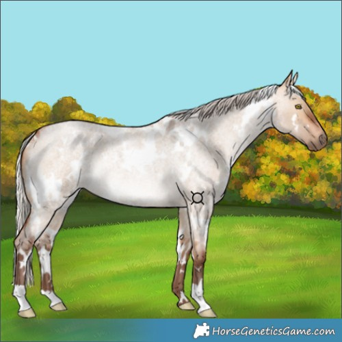 Horse Color:White Spotted Silver Bay Roan Dun Rabicano 