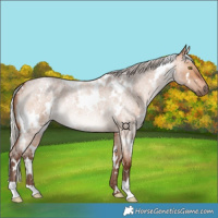 Horse Color:White Spotted Silver Bay Roan Dun Rabicano