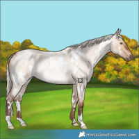 Horse Color:White Spotted Silver Bay Roan Dun Rabicano 