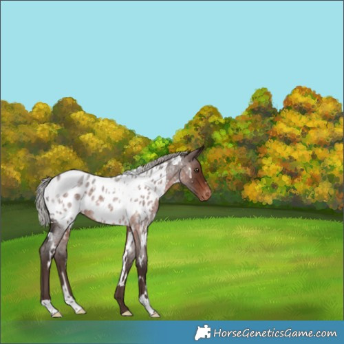 Horse Color:White Spotted Silver Brown Roan Appaloosa Rabicano 