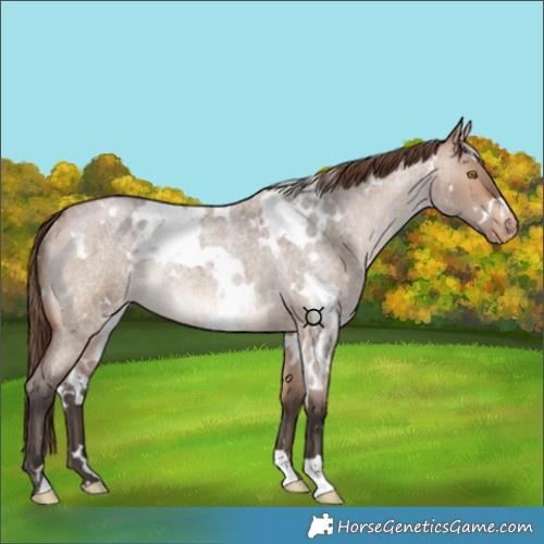 Horse Color:White Spotted Bay Roan Dun Varnish Rabicano 