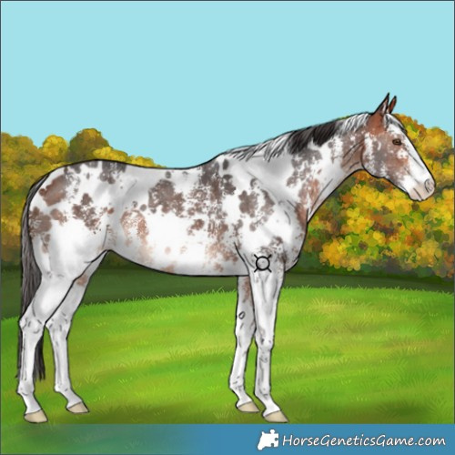 Horse Color:White Spotted Bay Sabino 
