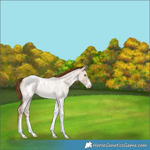 Horse Color:White Spotted Red Dun Roan Blanket 