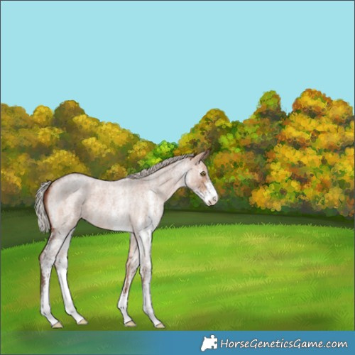 Horse Color:White Spotted Silver Bay Roan Dun 