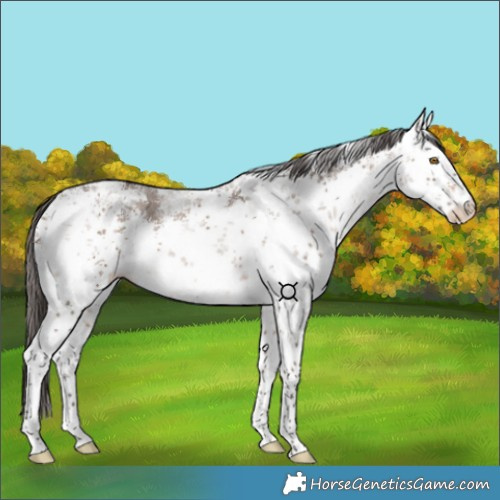 Horse Color:White Spotted Brown Dun Sabino Appaloosa Rabicano 