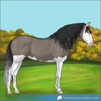 Horse Color:Grullo Splash